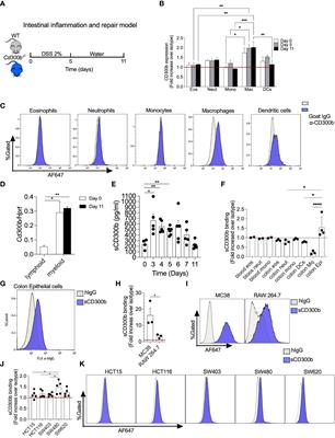 CD300b regulates intestinal inflammation and promotes repair in colitis